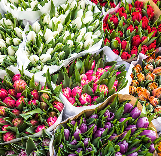 tulipaner-2-norske-tulipaner-ny-2022-floriss.jpg
