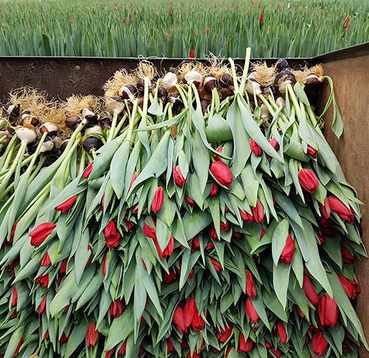 tulipaner-loek-4-norske-tulipaner-ny-2022-floriss.jpg