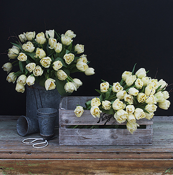 hvite-tulipaner-10-norske-tulipaner-ny-2022-floriss.jpg