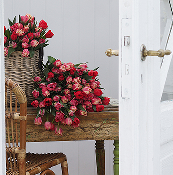 tulipaner-vinter-11-norske-tulipaner-ny-2022-floriss.jpg