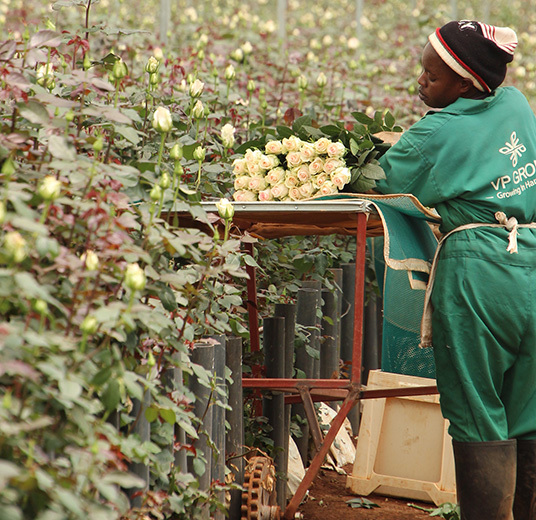 roser-fra-kenya-1-roser-med-mening-ny-2022-floriss.jpg