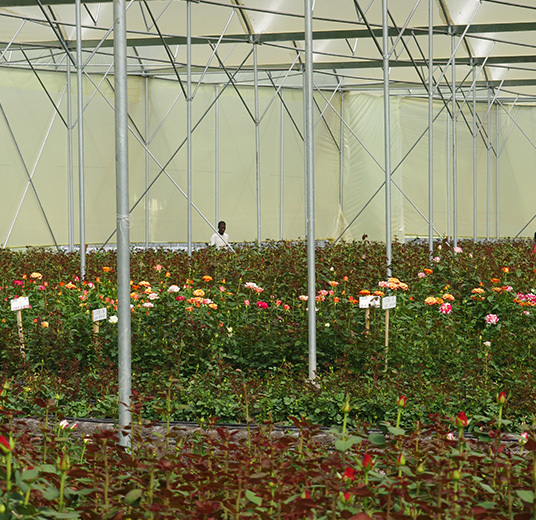 roser-fra-kenya-4-roser-med-mening-ny-2022-floriss.jpg