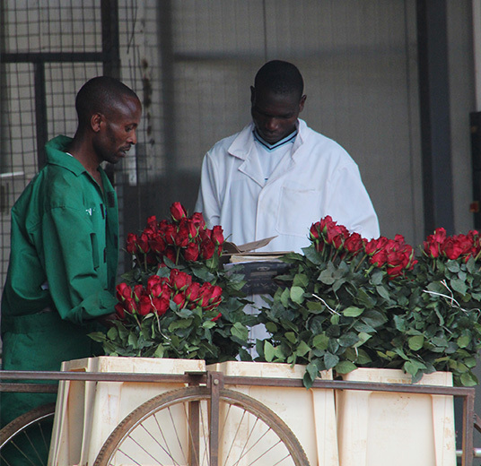 roser-fra-kenya-5-roser-med-mening-ny-2022-floriss.jpg