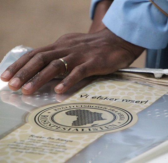 roser-fra-kenya-6-roser-med-mening-ny-2022-floriss.jpg