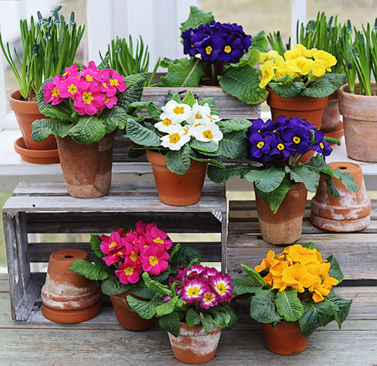 tyvstart-vaaren-med-primula-og-perleblomst-1-ny.jpg
