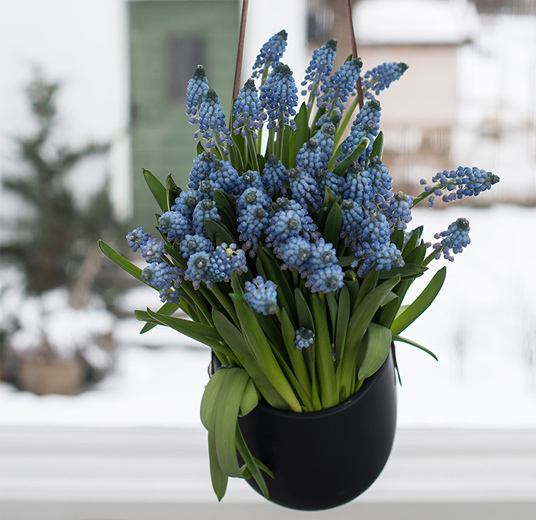 tyvstart-vaaren-med-primula-og-perleblomst-2-ny.jpg