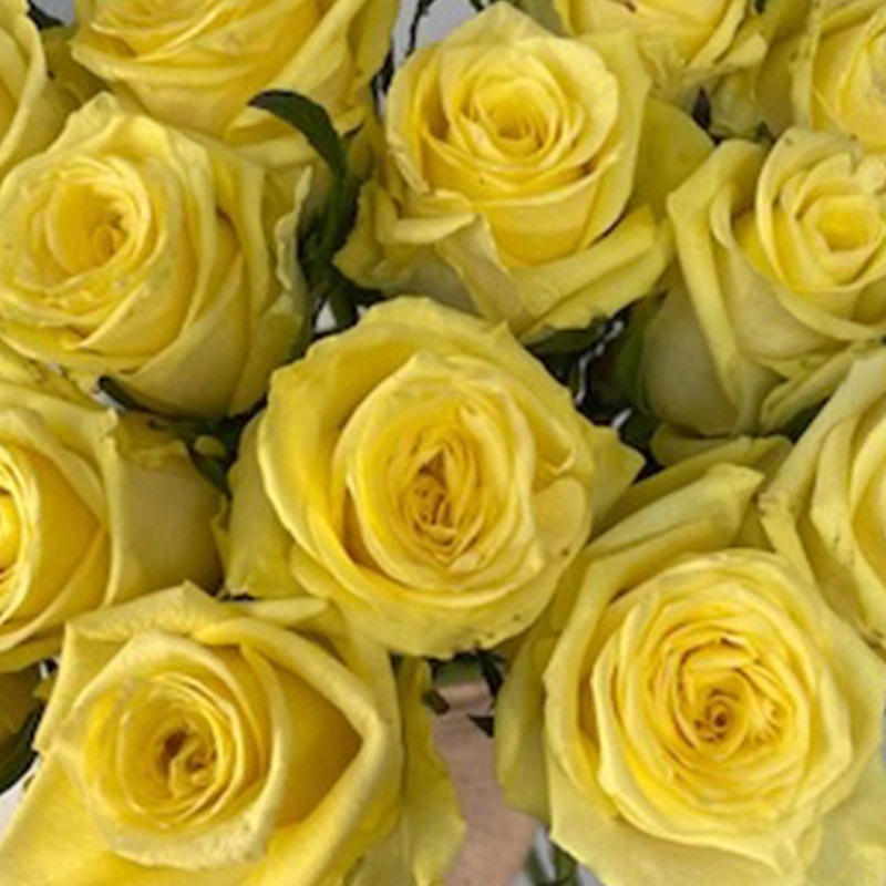 limoncello-roser-floriss.jpg