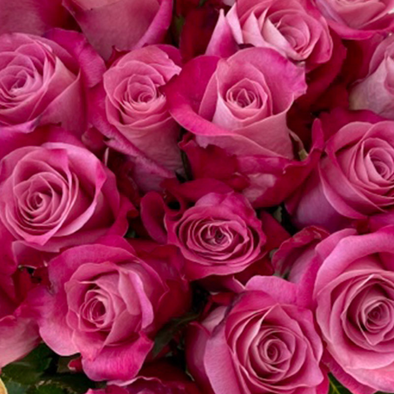 manzi-roser-floriss.jpg