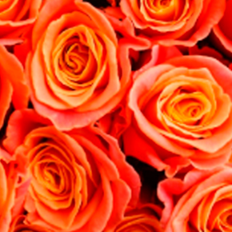 mariyo-favorittroser-floriss.jpg