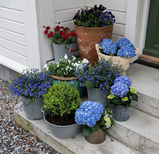 hortensia-lobelia-stemor-dsc2222.jpg