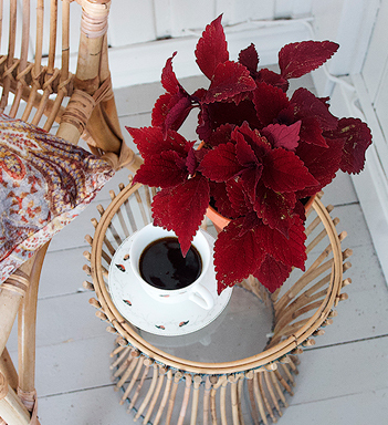 kule-coleus-ute-og-inne-5.jpg