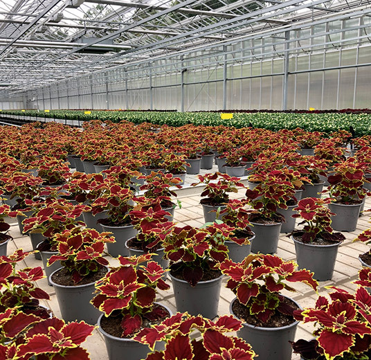 kule-coleus-ute-og-inne-6.jpg