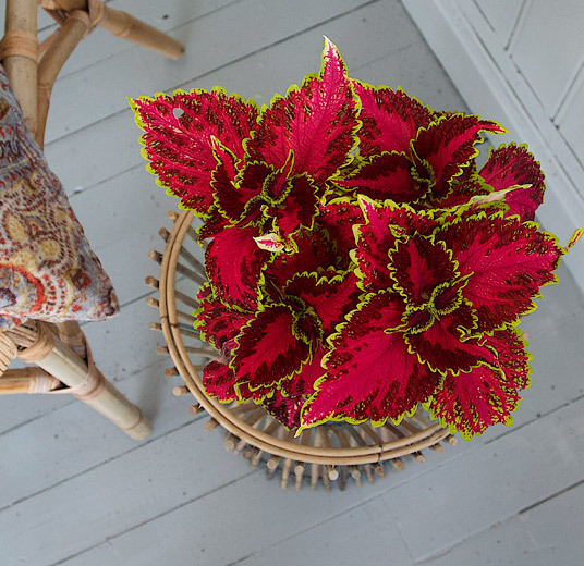 kule-coleus-ute-og-inne-7.jpg
