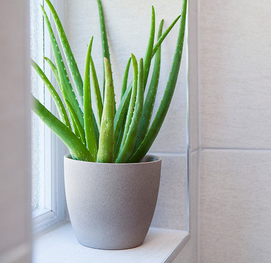ta-vare-paa-aloe-vera-5-floriss-2022.jpg