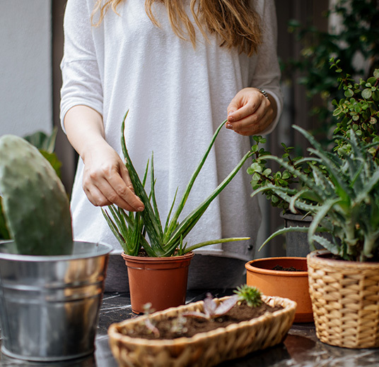 ta-vare-paa-aloe-vera-6-floriss-2022.jpg