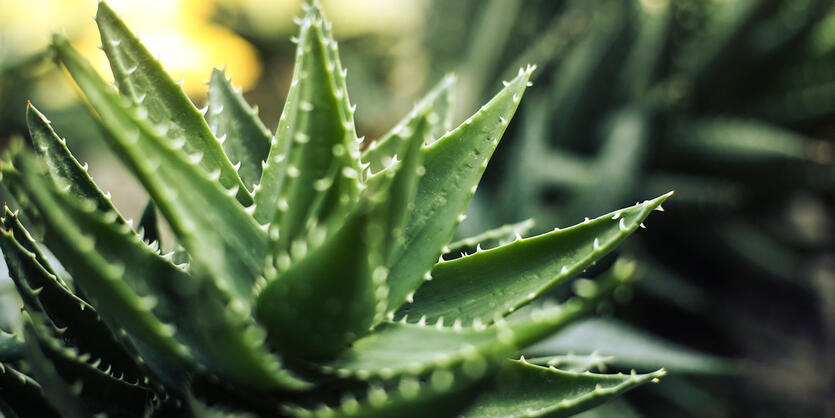 Slik tar du vare p&aring; aloe vera