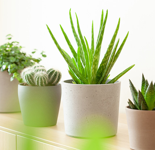 ta-vare-paa-aloe-vera-2-v2.jpg