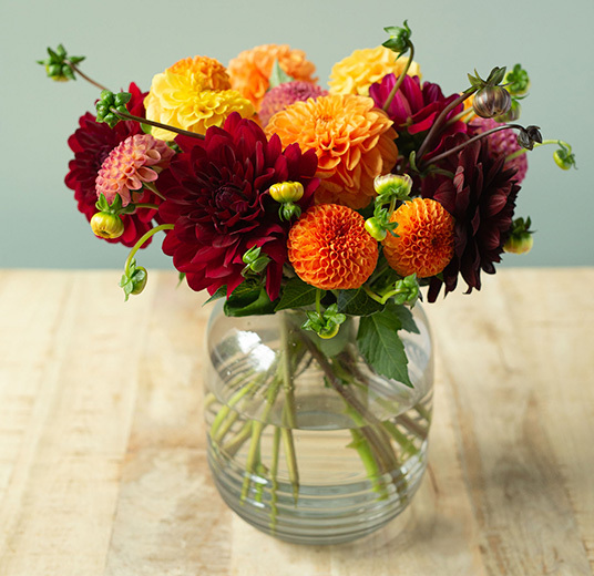georginer-dahlia-feber-3.jpg