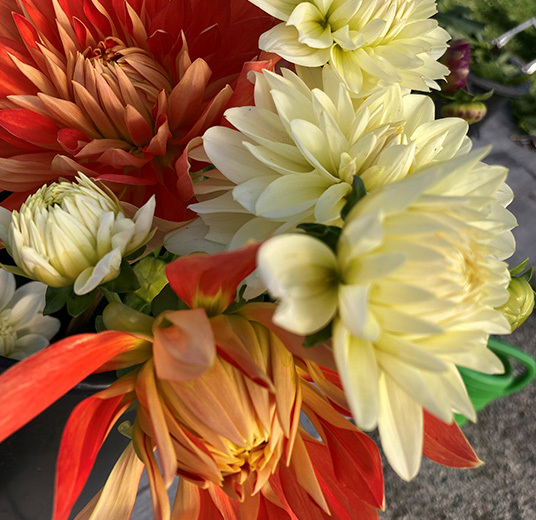 georginer-dahlia-fra-telemark-2.jpg