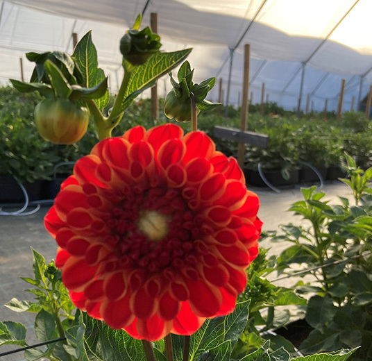 georginer-dahlia-fra-telemark-4.jpg