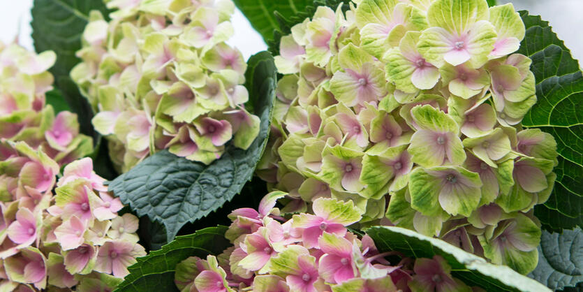 Slik steller du hortensia i vase