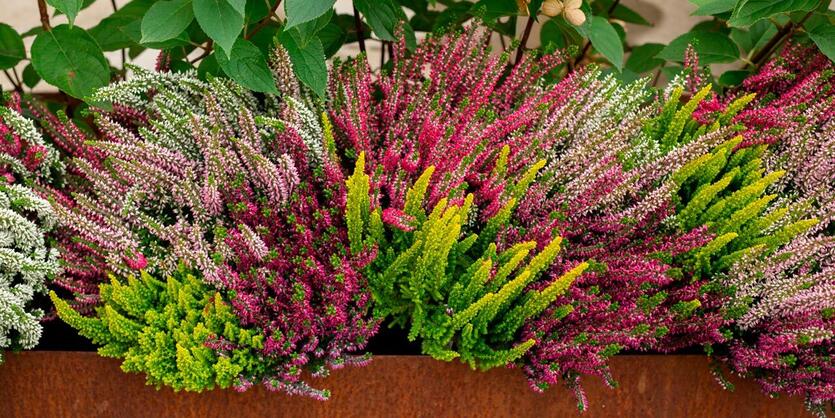 Calluna