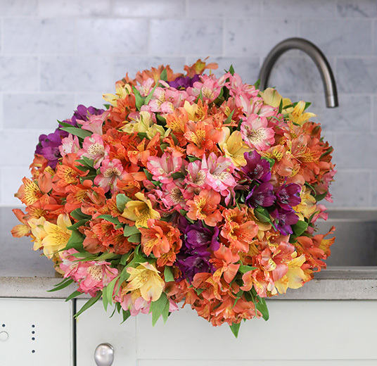 alstromeria-1.jpg