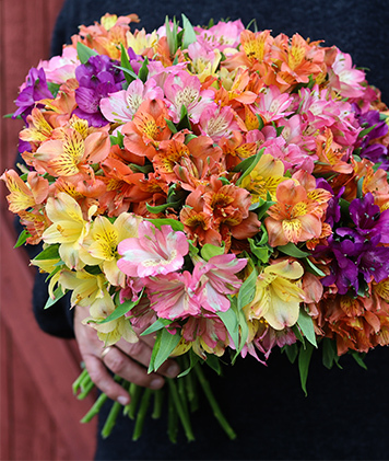 alstromeria-8.jpg