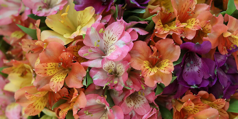 Slik lykkes du med alstroemeria
