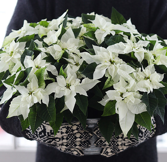 pynt-med-vakre-blomster-til-jul-julestjerne-floriss.jpg