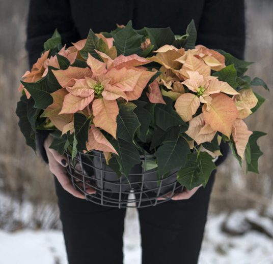 julestjernedagen-gi-bort-en-julestjerne-12-desember-floriss.jpg