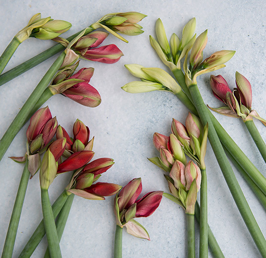 majestetiske-amaryllis-3.jpg
