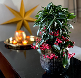 ardisia-gir-skikkelig-julestemning-6.jpg