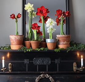 majestetiske-amaryllis-3.jpg