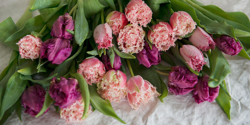 Tulipaner, takk!