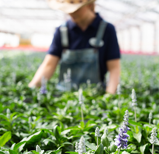 baerekraftige-blomster-lavendel-5.jpg