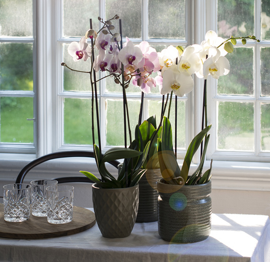 baerekraftige-blomster-oekologisk-dyrkede-orkideer-1.jpg
