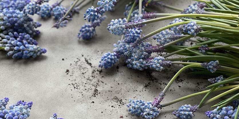 Hos oss starter v&aring;ren i januar,  med blomster i glade farger  som gir v&aring;rf&oslash;lelse!