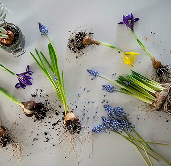 perleblomst-og-primula-1-januarblomster-floriss-2023.jpg
