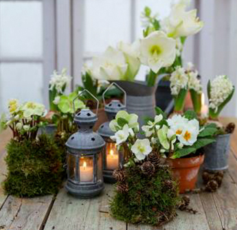 perleblomst-og-primula-2-januarblomster-floriss-2023.jpg