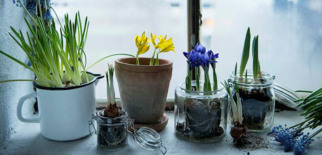 perleblomst-og-primula-4-januarblomster-floriss-2023.jpg