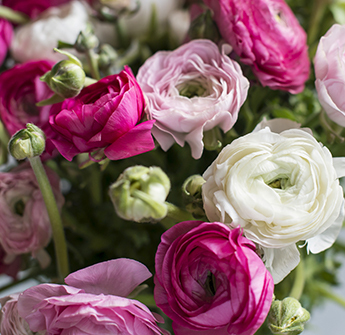 februarblomster-anemoner-grenroser-6-floriss-2023.jpg