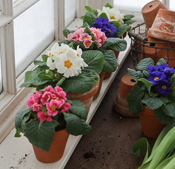 februarblomster-primula-8-floriss-2023.jpg
