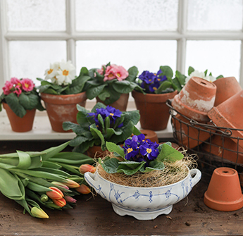 februarblomster-ranunkler-10-floriss-2023.jpg
