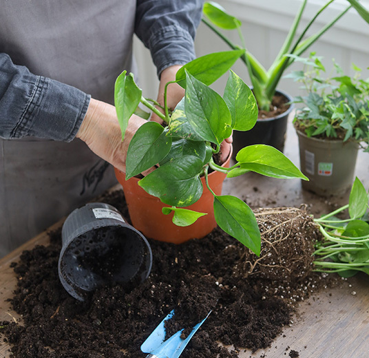 potte-om-plantene-3.jpg