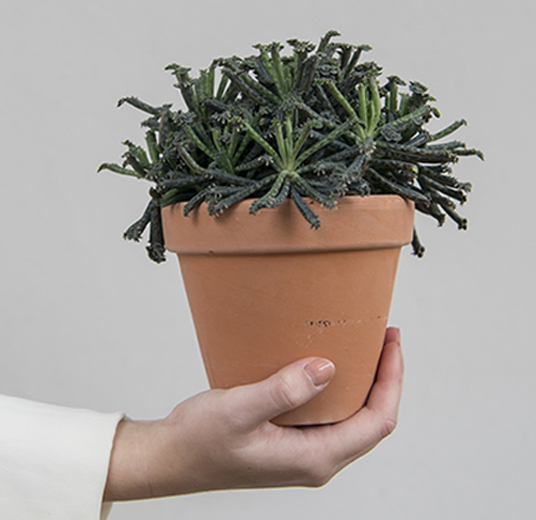 potte-om-plantene-5.jpg
