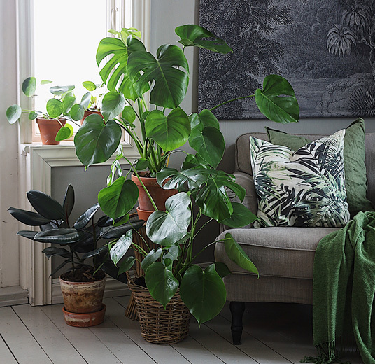 hold-plantene-fine-i-ferien-2-monstera.jpg