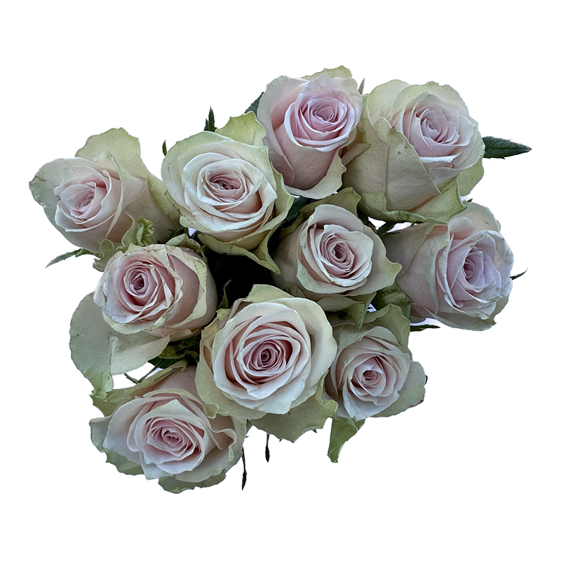 Pink-Athena.png