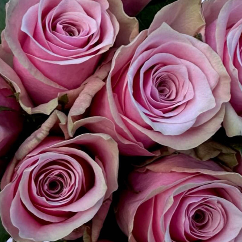 royal-athena-1-roser-i-alle-fasonger-floriss.jpg