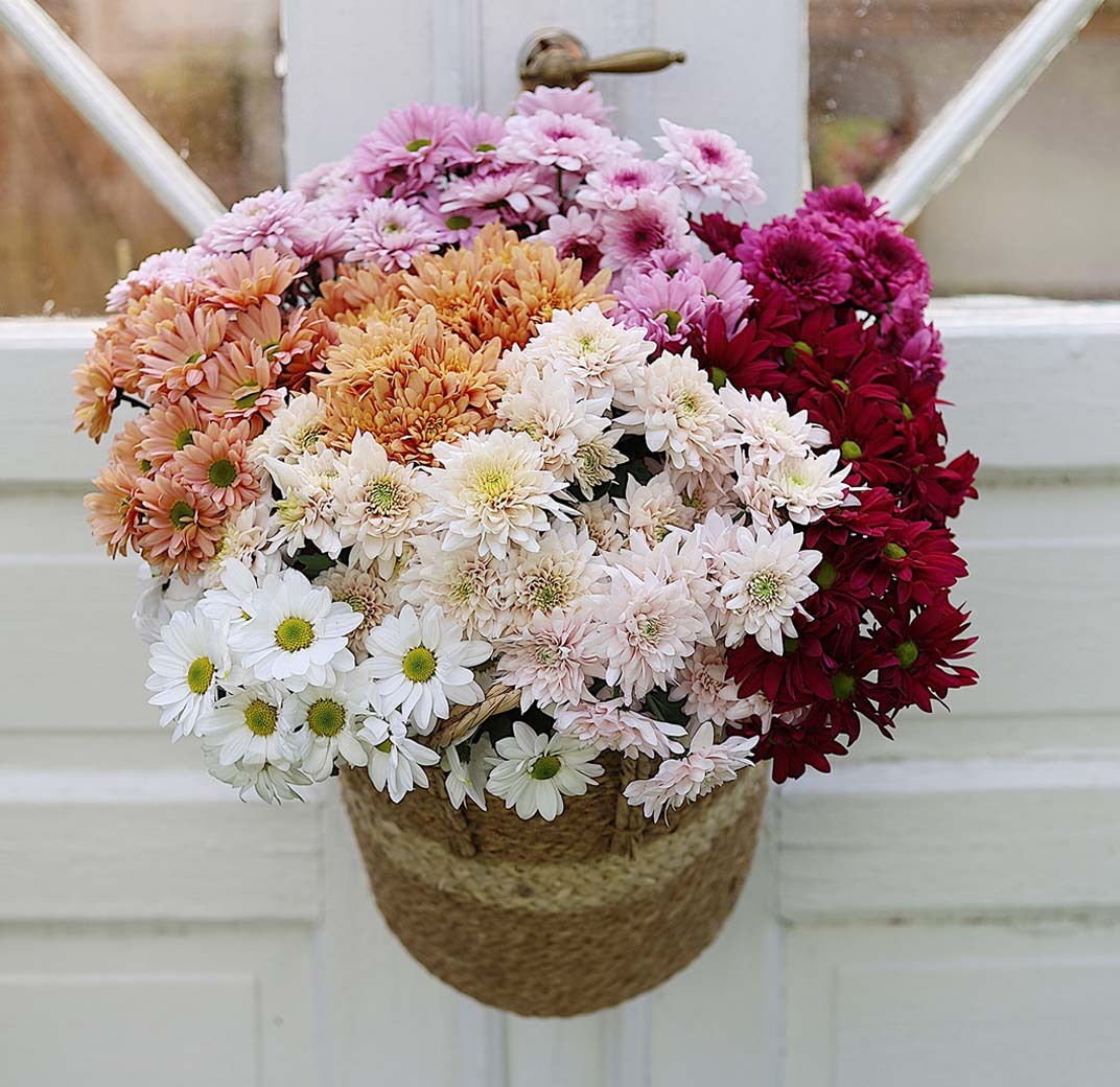 floriss-floragram-krysantemum.jpg
